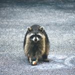 a wild female raccoon eating an apple that was thr SAQT6FZ 1