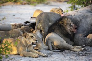 Can A Lion Kill An Elephant? ???? vs ???? 2 adult lions feasting on a dead elephant carcass in BPHV9M8