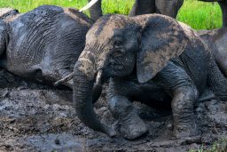 Do Elephants Have Hair Or Fur? ???? 4 african elephants or loxodonta cyclotis in mud B26KCJQ scaled e1619550808208
