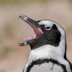 african penguins PD9SBBM