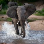 an elephant loxodonta africana runs through water T38DT4D