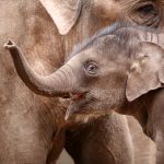 baby elephant