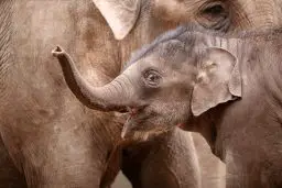 Do Elephants Have Hair Or Fur? ???? 2 baby elephant scaled e1619550359304