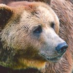 bear BLTWJQK