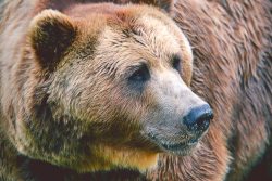 bear BLTWJQK scaled e1617824948161