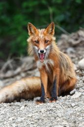 Are Foxes Bad To Have Around Your House? ???? 2 beautiful red fox PVMLLGG scaled e1619811405196