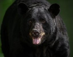 Can Bears See In Color? 3 black bear portrait 588P2QK scaled e1618254229206