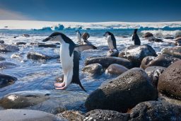 Can Penguins Jump? ???? (Explained) 2 chinstrap penguins penguin island antarctica PHQ5BB8 scaled e1619814168948