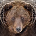close bear portrait CVD56RX