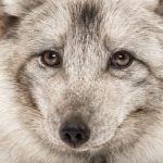 close up of a arctic fox vulpes lagopus also known P95MUF4