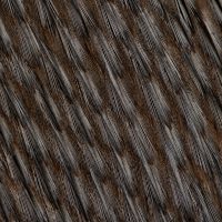 close up of humboldt penguin feathers spheniscus h P6XXG8K e1619813862186