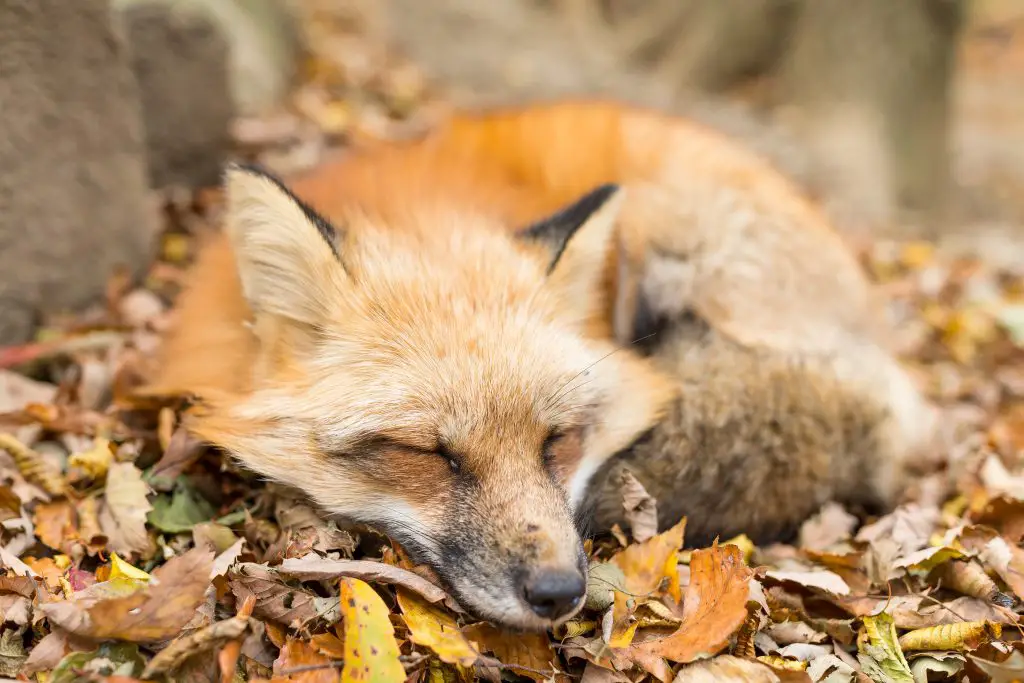 Where Do Foxes Sleep? In Dens or Out In The Open? ???? 4 cute fox sleeping L7UV2UN