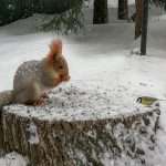 cute squirrel and titmouse a beautiful moment in n LJK7KHS