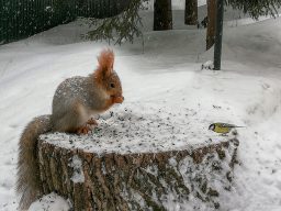 Can Squirrels Freeze To Death? ????️ (Explained) 2 cute squirrel and titmouse a beautiful moment in n LJK7KHS scaled e1619726837980