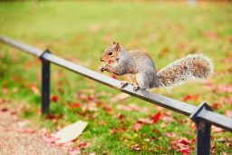 What Does It Mean When Squirrels Tap Their Feet? ????️ (Answered) 3 cute squirrel in autumn scene PAFAGL3 scaled e1619724768397
