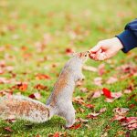 cute squirrel in the park P5CE66U