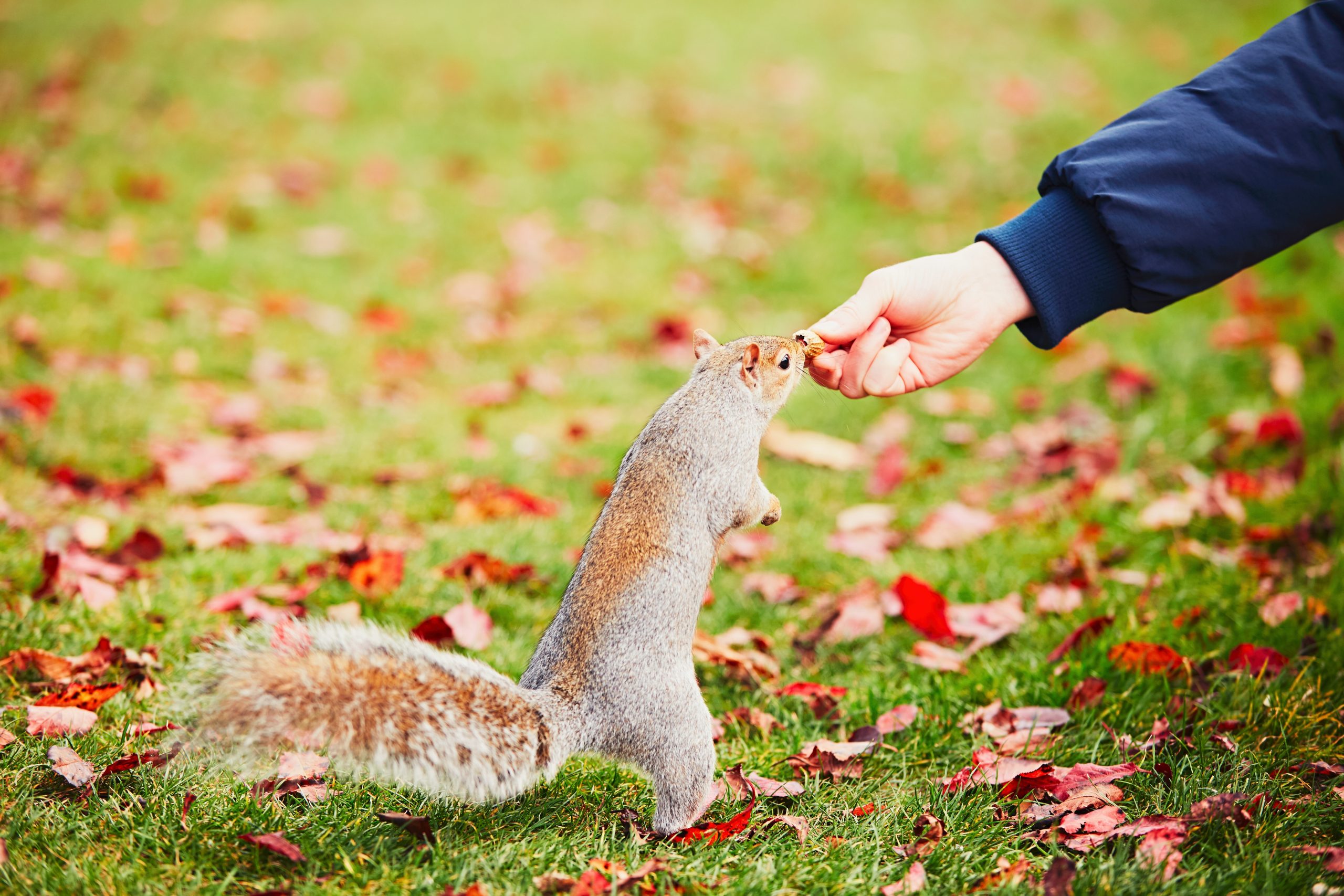 Do Squirrels Remember Humans? ????️ 2 cute squirrel in the park P5CE66U scaled