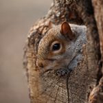 cute squirrel looks out of her hole PNJN2BG