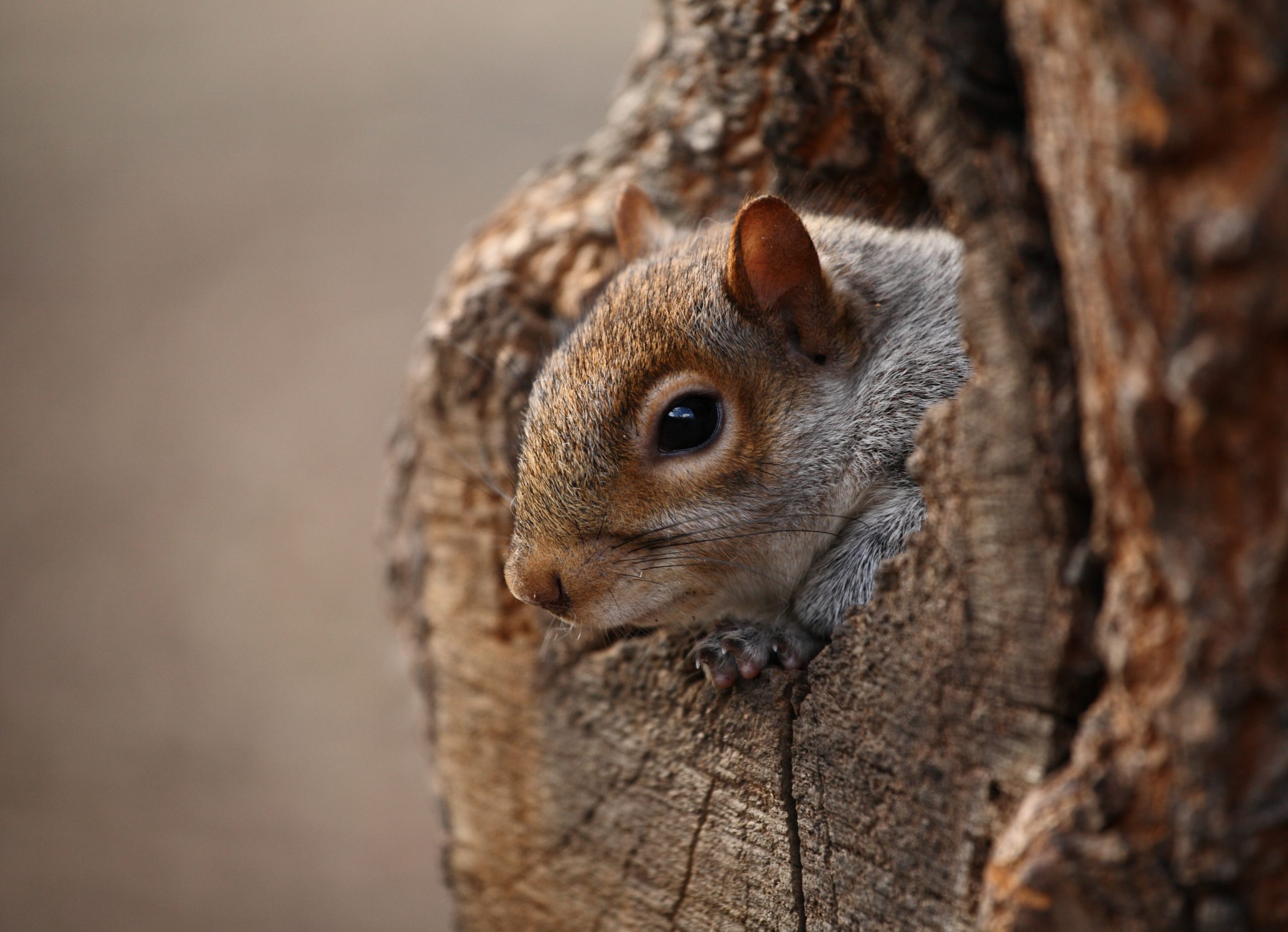 Where Do Squirrels Sleep At Night? ????️ (Answered) 2 cute squirrel looks out of her hole PNJN2BG scaled
