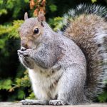 eastern grey squirrel PMMGQ3T