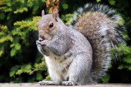 Can Squirrels Swim? And Why Would They? ????️ 2 eastern grey squirrel PMMGQ3T scaled e1619725386271