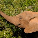 elephant P76PS85