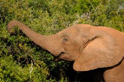 Can Elephants Jump? ???? 2 elephant P76PS85 scaled e1619460900744