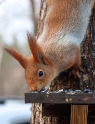 Where Do Squirrels Sleep At Night? ????️ (Answered) 4 eurasian red squirrel gnaws sunflower seeds P2BV48V scaled e1619730065631