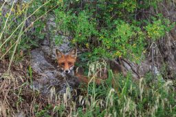Do Foxes Attack Humans And Are They Dangerous? ???? 3 european red fox PT5SR7Y scaled e1619811973974