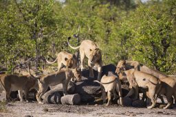 female lions feeding on a dead elephant carcass SUS9NQC scaled e1619468979537