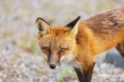 Do Owls Eat Foxes? ???? vs ???? 3 fox D97LUY8 scaled e1619785595372