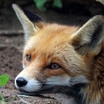 fox P3SWMUL