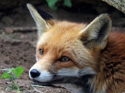 Do Foxes Have Rabies? ???? 2 fox P3SWMUL scaled e1619810306596