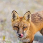 fox ZFPNM2A