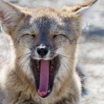 fox in patagonia ZYUA4TG