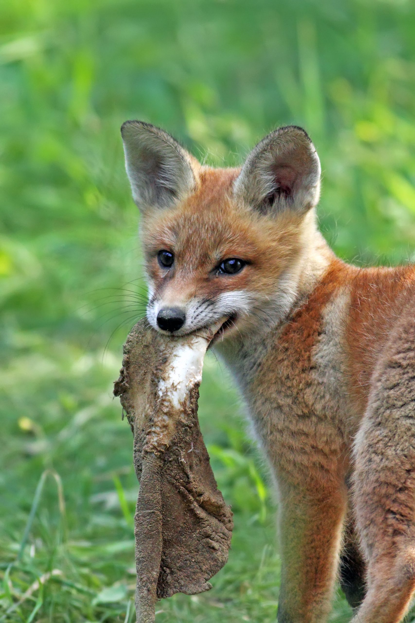 Do Foxes Swim? ???? 3 fox in the wild PK67D4X scaled