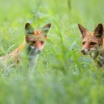 foxes in a clearing 59JFNTG