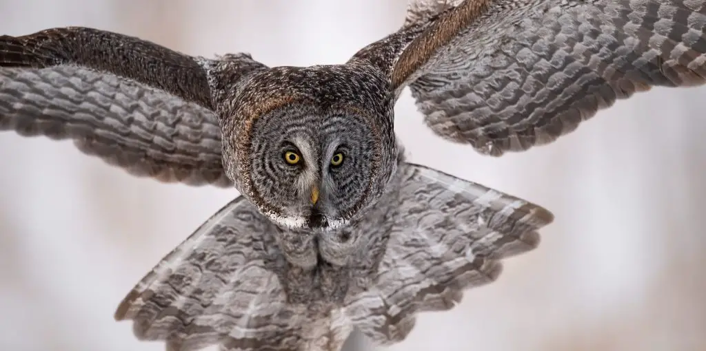 Do Owls Attack Cats? ???? Can a Cat Win? 2 great gray owl BPRJMD7