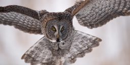 Do Owls Attack Humans? If So Why? (Are Owls Dangerous) 2 great gray owl BPRJMD7 scaled e1619733061863