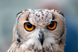 Do Owls Migrate? ???? 4 great horned owl ABSS8GE scaled e1619785307496
