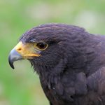 harris hawk P6LW9CF