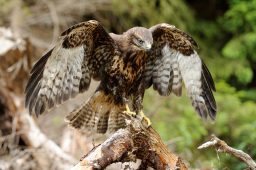 hawk P4PCCCH scaled e1619471378818