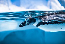 Can Penguins Jump? ???? (Explained) 3 humboldt penguin spheniscus humboldti FJEVBN6 scaled e1619814289378