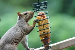 Can Squirrels Freeze To Death? ????️ (Explained) 4 hungry squirrel eating corn cob from spiral squirr 5QV4HTQ scaled e1619727164610