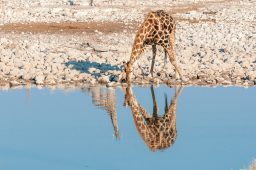 Can Giraffes Swim And Dive? ???? 3 namibian giraffe drinking reflections of two giraf PA6833R scaled e1619771539710