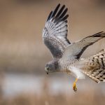 northern harrier hawk JFEJACG