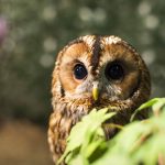 owl 39P92VE