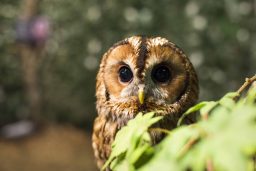 Do Owls Migrate? ???? 3 owl 39P92VE scaled e1619785390720