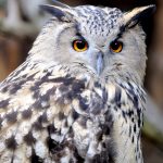 owl P67JM6N