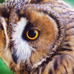 owl portrait 57D9K3V